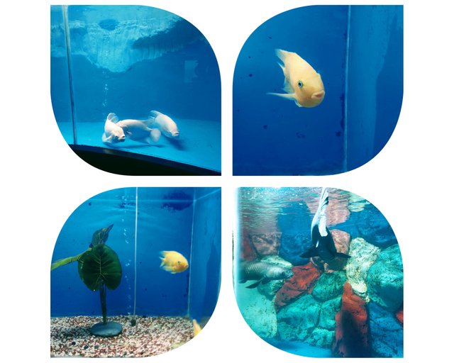 InCollage_20250603_191703145.jpg