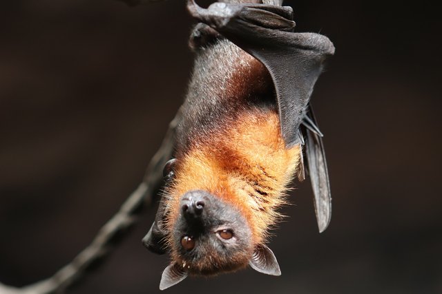 bat-4887509_1280.jpg