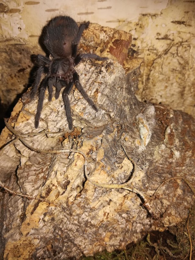 lasiodora parahybana.jpg