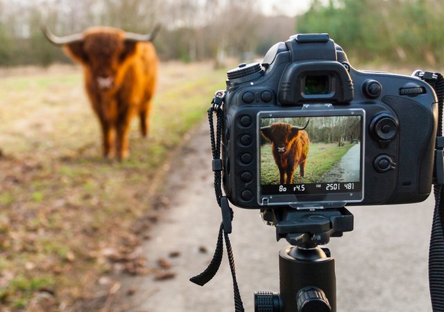 highland cattle.jpg