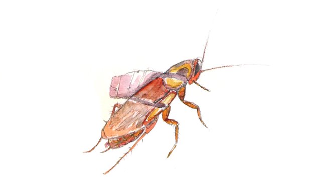 Cucaracha maleta.jpg