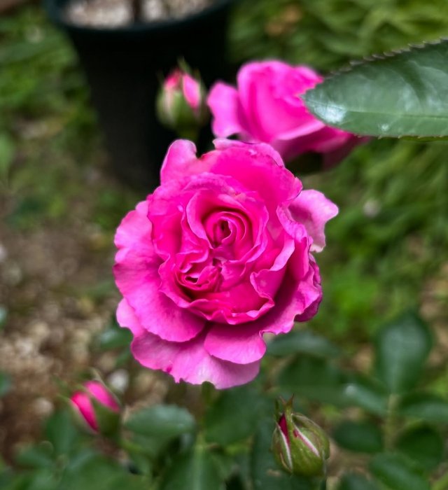 IMG_20250602_162748.jpg