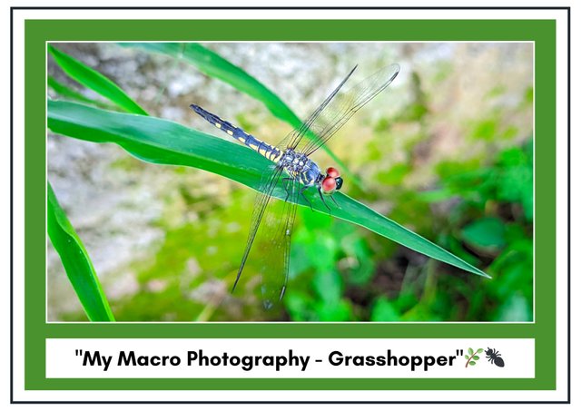 Camouflaged Animals Science Posters Colorful Pictures (1).jpg