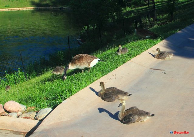 Canada Goose gaggle gossling gosslings CanadaGoose_0049.JPG