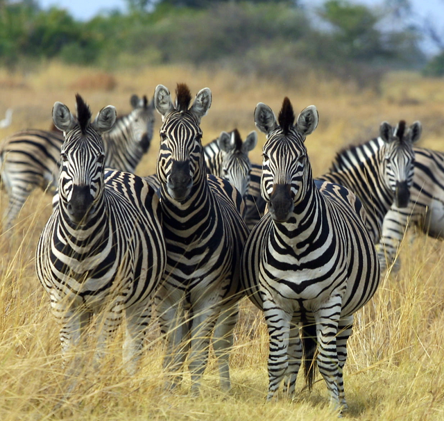 Zebras from Wikipedia