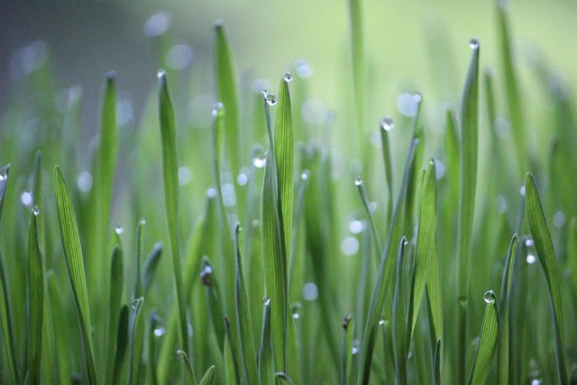 wheat-grass-6350274_1280.jpg