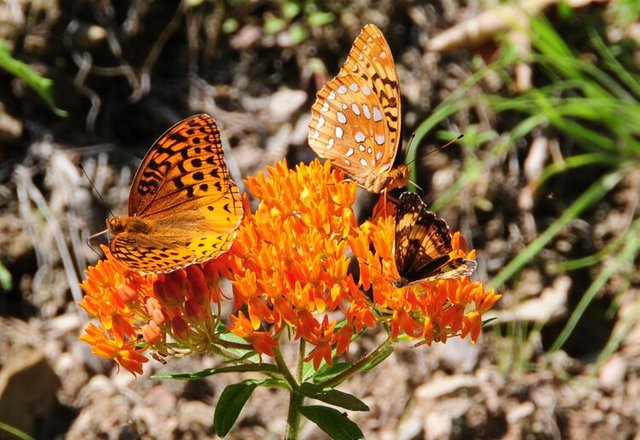 orange+butterfly+weed_jerry+edmundson.jpg