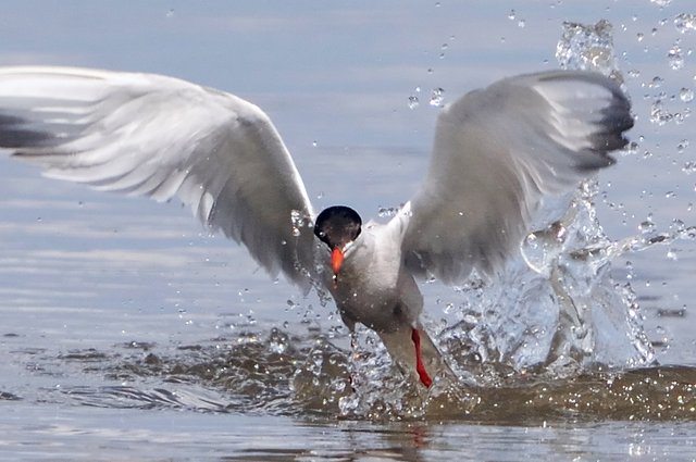 httpswww.birdlife.orgsitesdefaultfilescampaignsSeabirdCommon%20tern.jpg.jpg