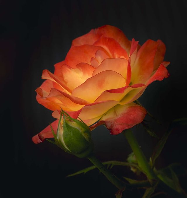 rose-petals-red-orange-preview.jpg