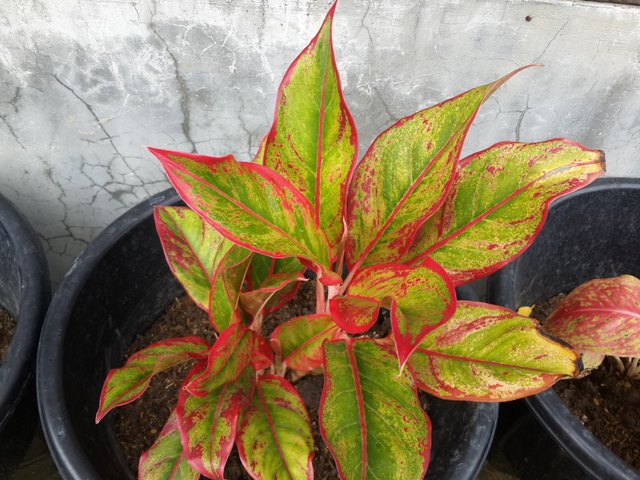 87+ Gambar Bunga Keladi Merah Paling Mekar 87+ Gambar Bunga Keladi Merah Paling Mekar