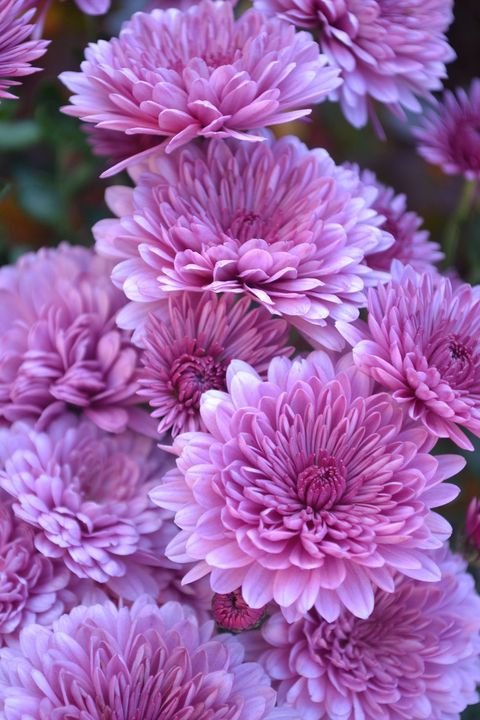 close-up-of-purple-flowers-blooming-in-garden-royalty-free-image-600763389-1548428461.jpg