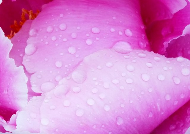 0676-Peony2.jpg