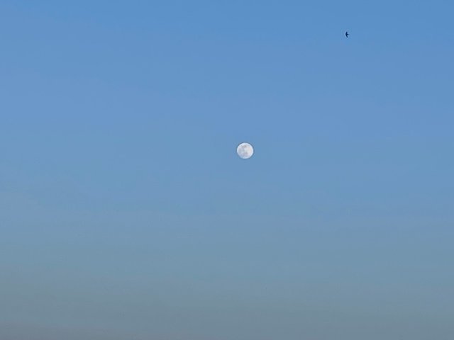 bird-moon.jpg