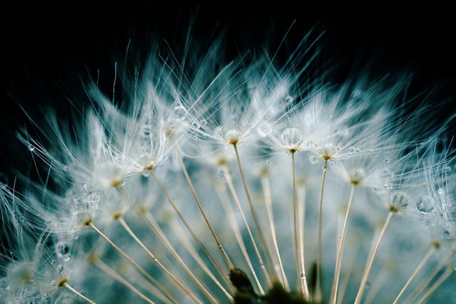 dandelion-g8a6740834_1280.jpg