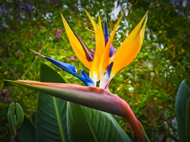 bird-of-paradise-flower-1359718.jpg