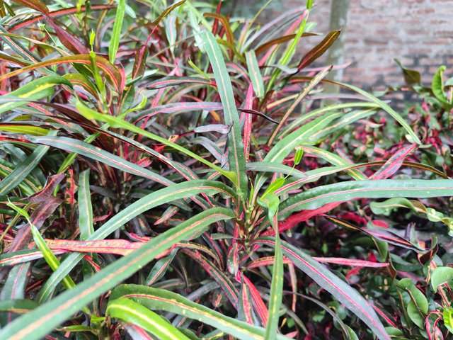 IMG_20250714_172005.jpg