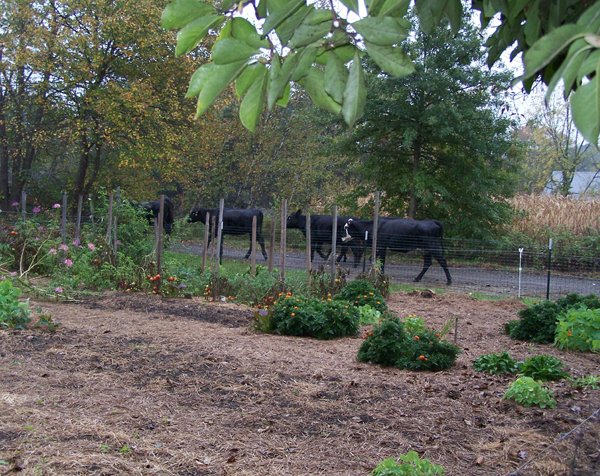 Moving cows3 crop Oct. 2018.jpg