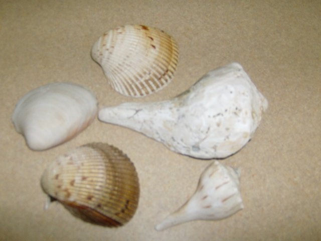 shells5.jpg
