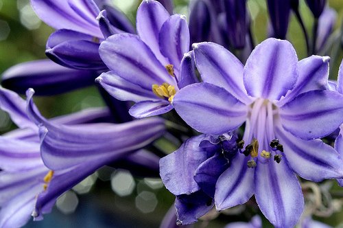 agapanthus-flower.jpg
