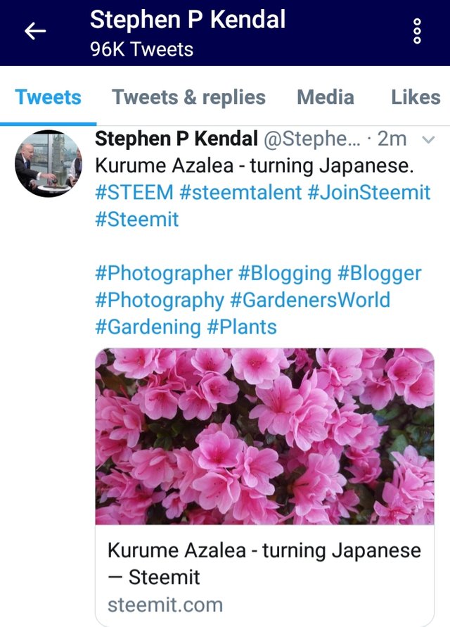 Kurume Azalea Turning Japanese Steemit