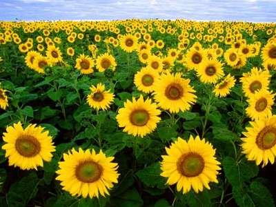 Sunflower-field-Fargo-North-Dakota.jpg