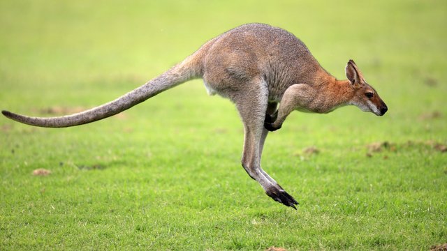 kangaroo-pictures.jpg