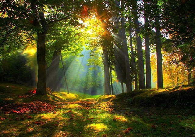 HD-wallpaper-autumn-forest-sunrise-red-forest-autumn-colors-trees-gold-green-rays-sunrise.jpg