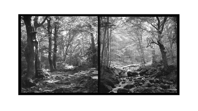 dragalevtsi forest in the vicinity of the monastery.jpg