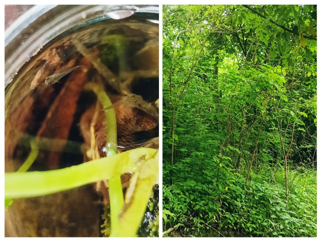 20250531_164906-COLLAGE.jpg