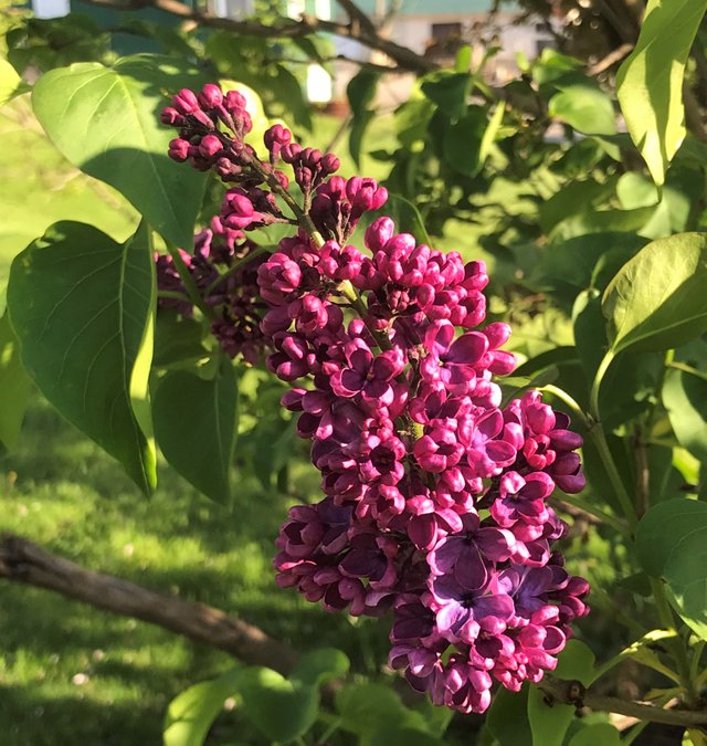 Trees lilacs.jpeg