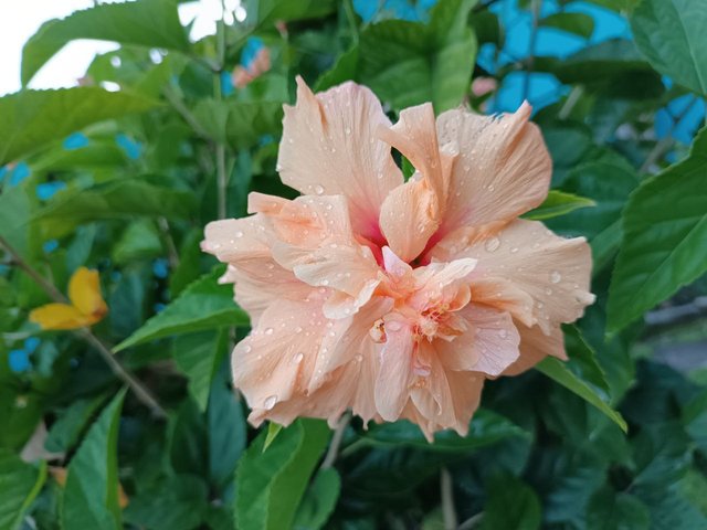 Gotas de lluvia en la flor 4.jpg