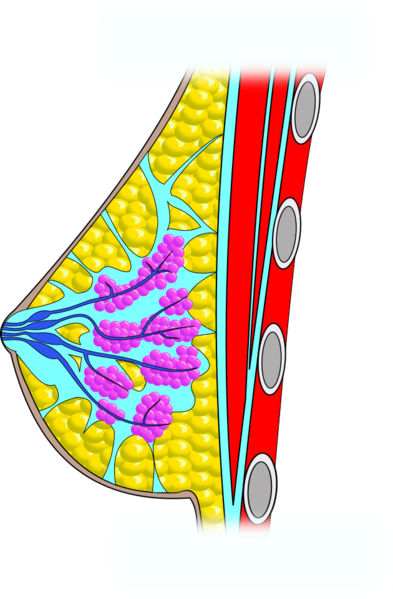 Breast_anatomy.png