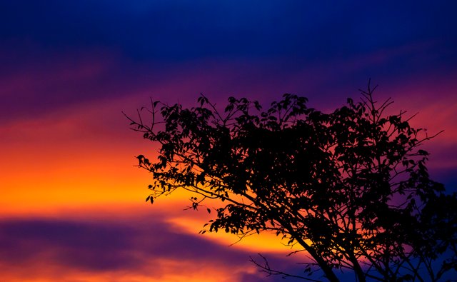 tree  sunset_1.JPG