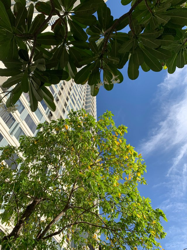 trees and buildings15.jpg