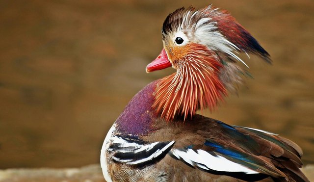 duck-mandarin-ducks-bird-funny-158354.jpeg