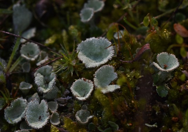 lichen cups waterdrops macro 1.jpg