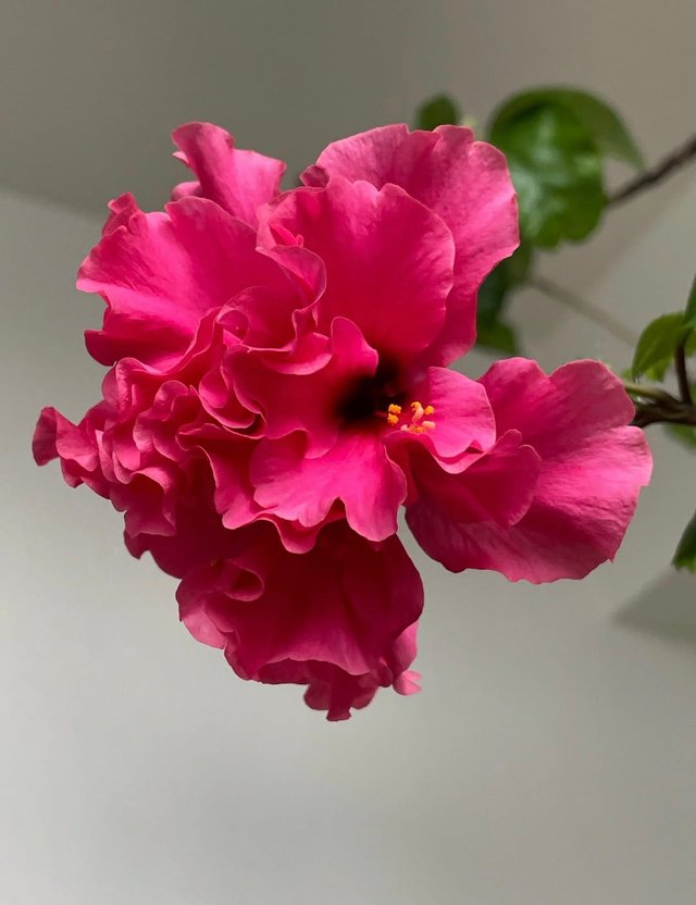 IMG_20250915_123217.jpg