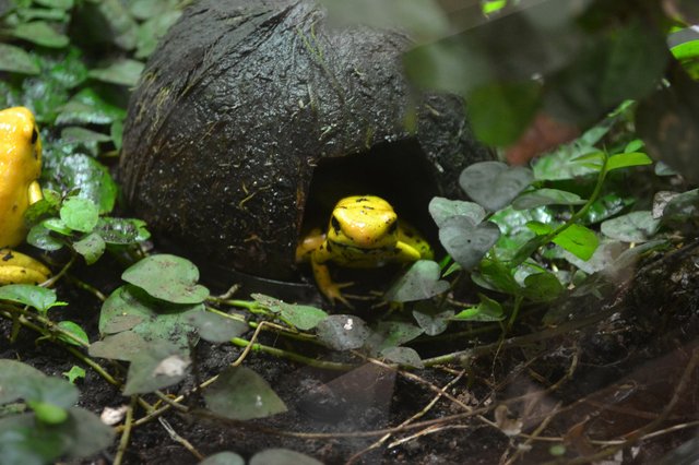 golden-poison-frog-279939_1920.jpg