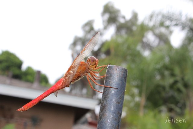 dragonfly2018backyard01.JPG