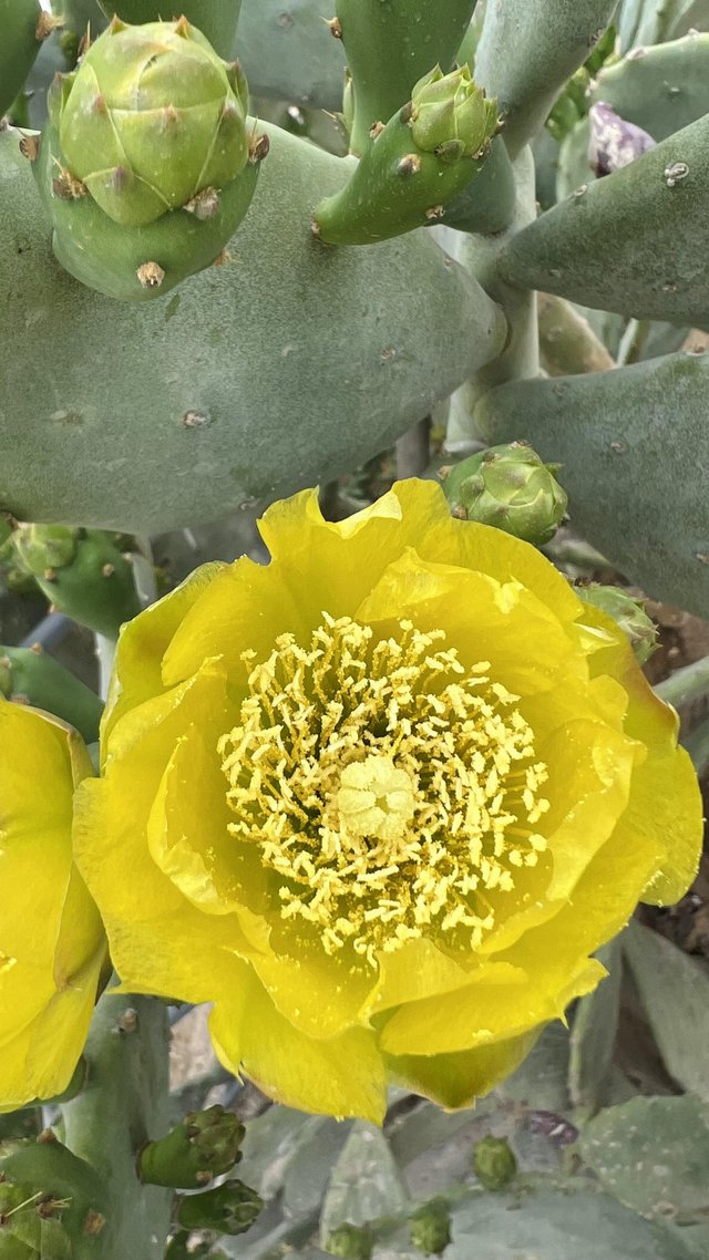 opuntia.jpg