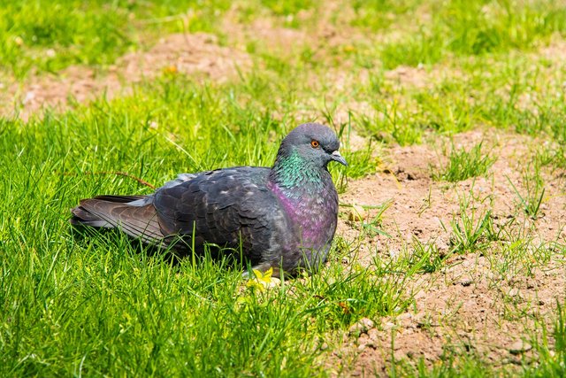 pigeon-5694010_1280.jpg