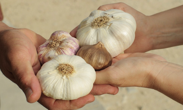 Garlic Preventive Of Breast Cancer Risk.png