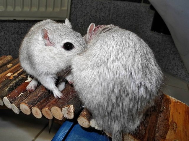 Rennmaus Bild des Tages