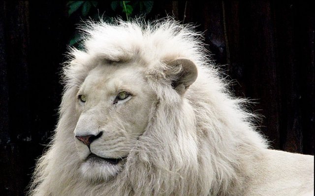 El león blanco. — Steemit