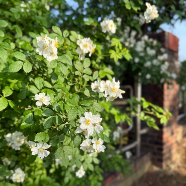 IMG_1592.jpeg
