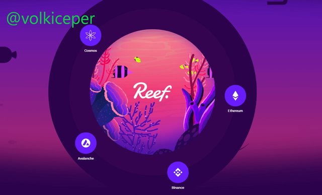 reef 2.jpg