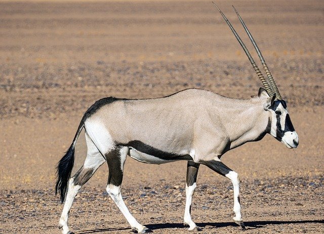 oryx-antilope-5003719_640.jpg