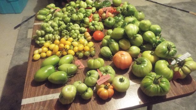 14 different varieties o tomatoes.JPG