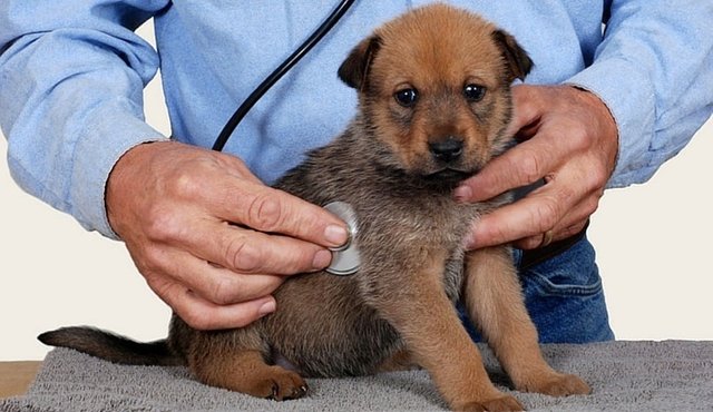 Best-Dewormer-for-Dogs.jpg