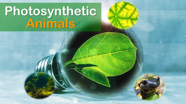 Screenshot_2021-01-31 Photosynthetic animals — Steemit.png